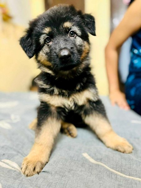 German Shepherd For Sale In Gurgaon