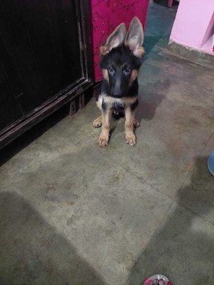 German Shepherd For Sale In Noida