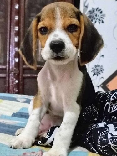 Beagle For Sale In Noida