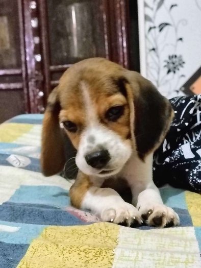 Beagle For Sale In Noida