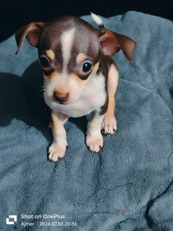 Chihuahua For Sale In Ajmer