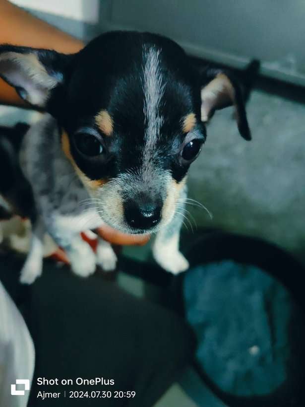Chihuahua For Sale In Ajmer