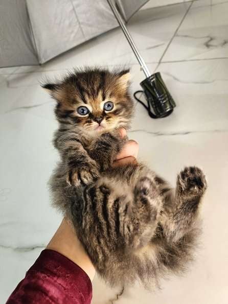 Siberian For Sale In Aligarh