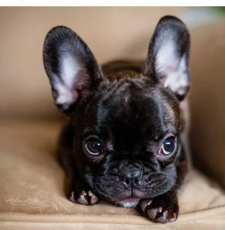 French Bulldog For Sale In Nagaon