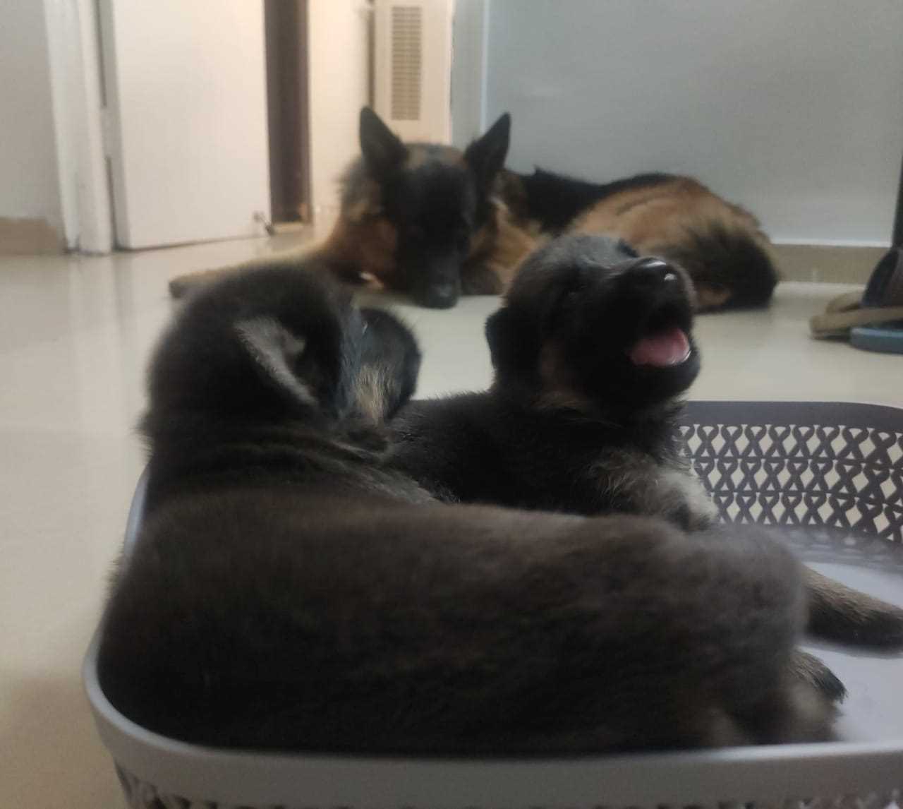 German Shepherd For Sale In Ghaziabad