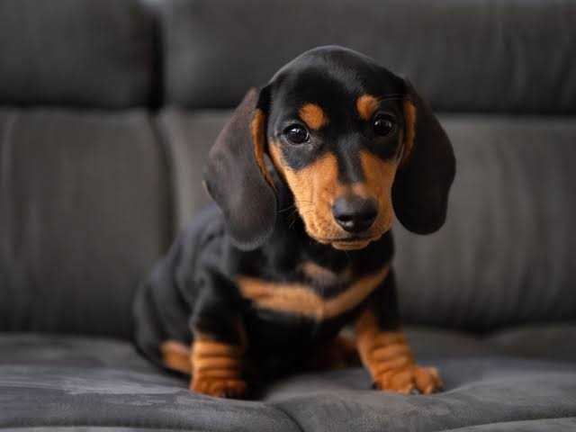 Dachshund For Sale In Aligarh