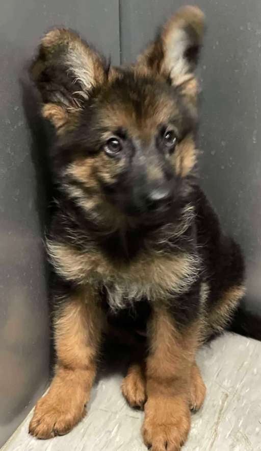 German Shepherd For Sale In Delhi