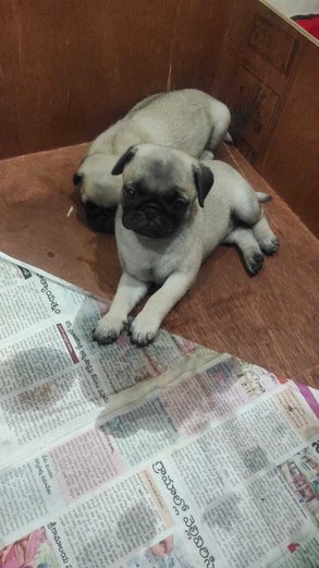 Pug For Sale In Hyderabad