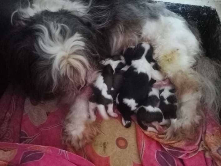 Shih Tzu For Sale In Visakhapatnam