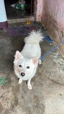 Pomeranian For Sale In Chennai