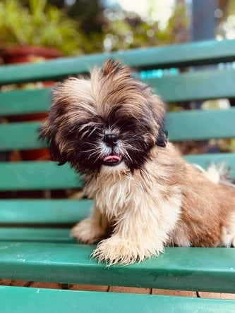 Shih Tzu For Sale In Kochi