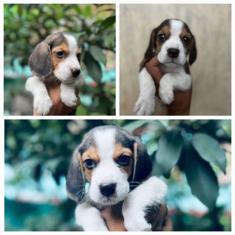 Beagle For Sale In Vizag