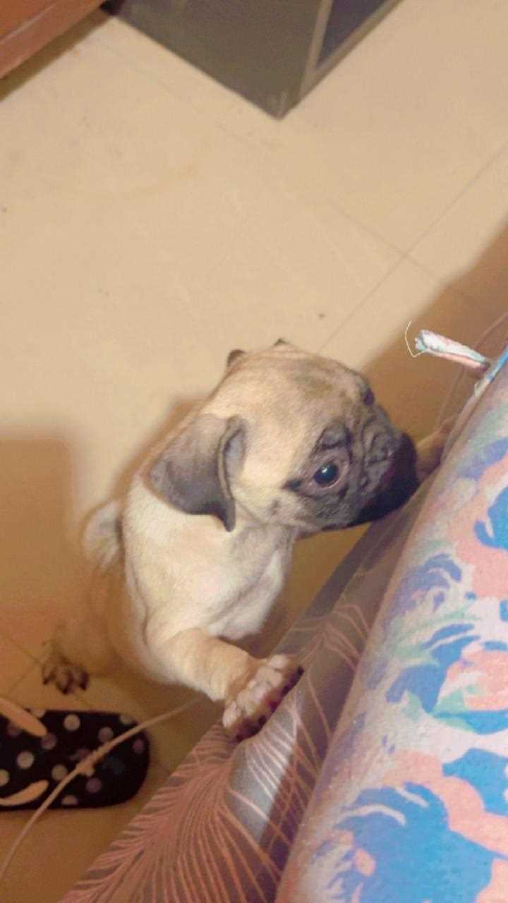 Pug For Sale In Dehradun