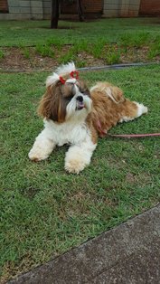 Shih Tzu For Adoption In Fazilka