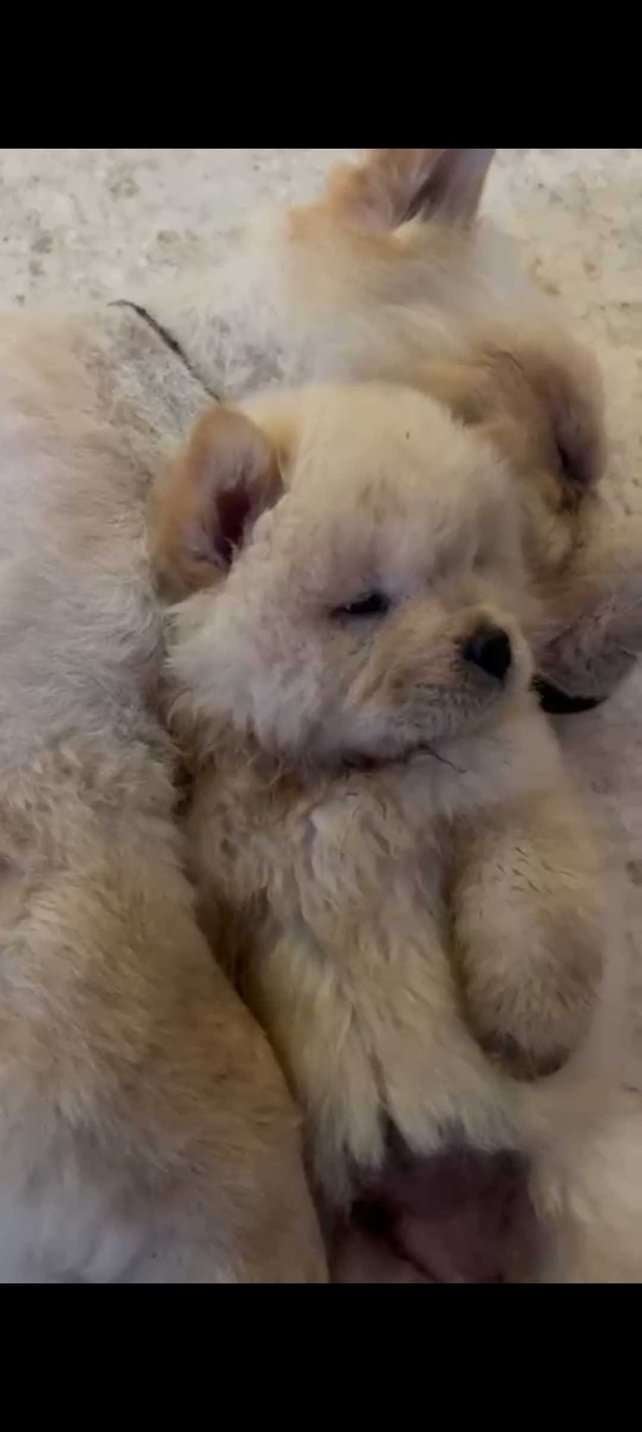 Chow Chow For Sale In Noida