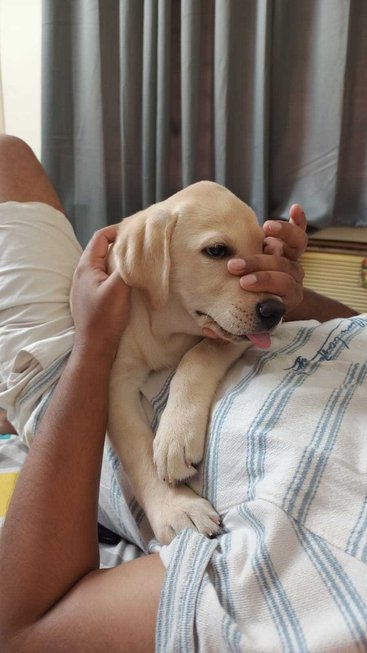 Labrador Retriever For Sale In Kolkata