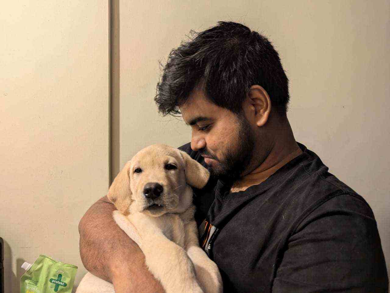 Labrador Retriever For Sale In Kolkata
