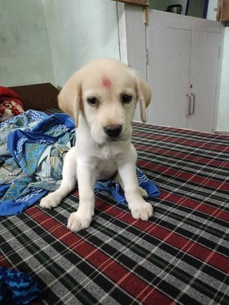 Labrador Retriever For Sale In Jaipur
