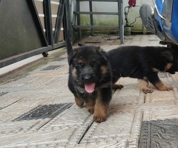 German Shepherd For Sale In Ernakulam