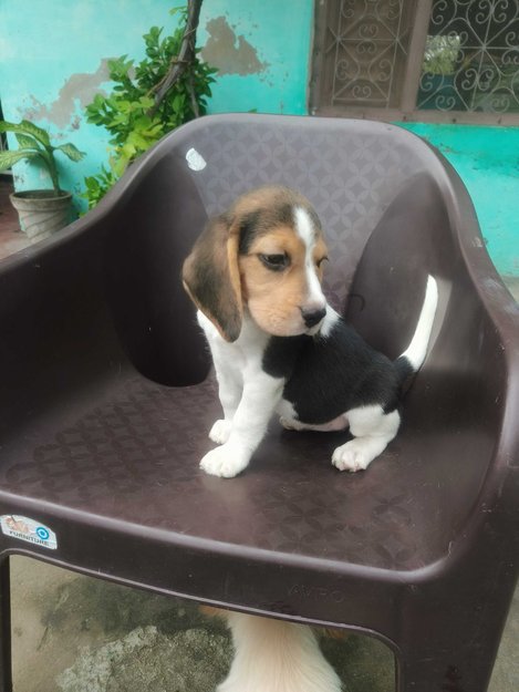 Beagle For Sale In Varanasi