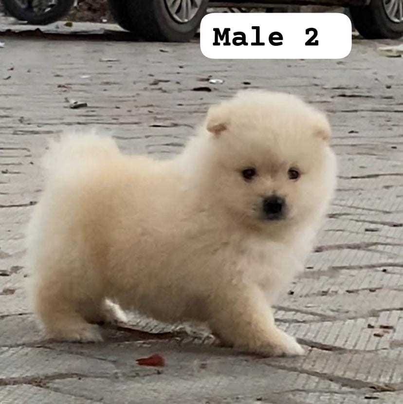 Toy Pomeranian For Sale In Kanpur