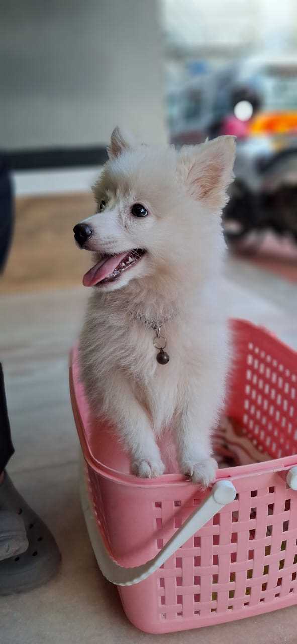 Pomeranian For Sale In Kochi