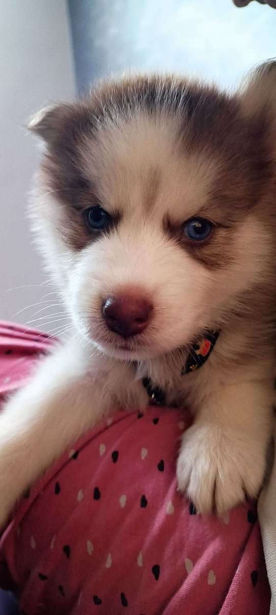 Siberian Husky For Sale In Khammam