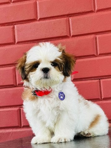 Shih Tzu For Sale In Tumkur