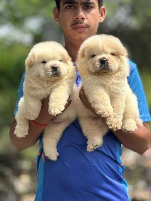 Chow Chow For Sale In Amravati