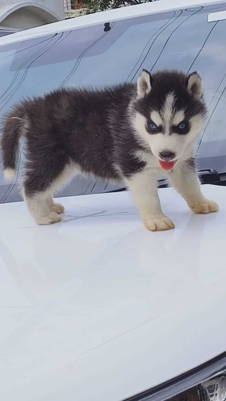 Siberian Husky For Sale In Amravati