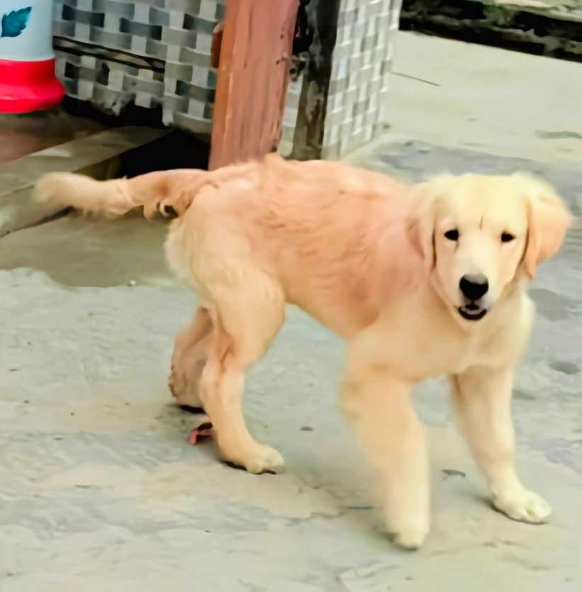 Golden Retriever For Sale In Baghpat