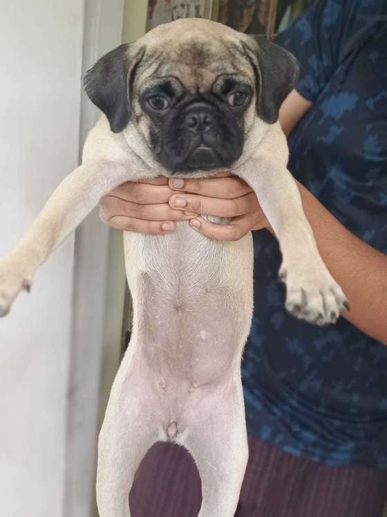 Pug For Sale In Pune