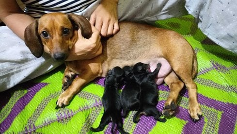 Dachshund For Sale In Aligarh