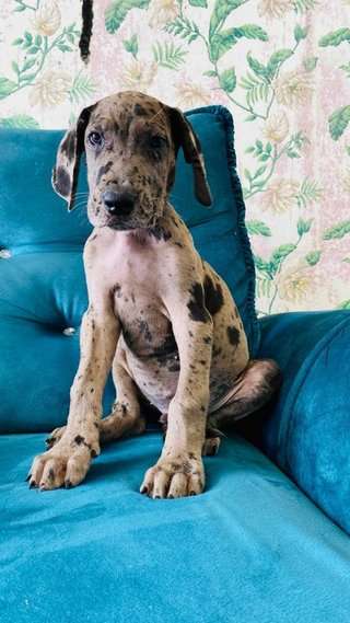 Great Dane For Sale In Noida