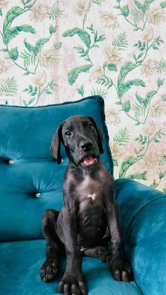 Great Dane For Sale In Noida