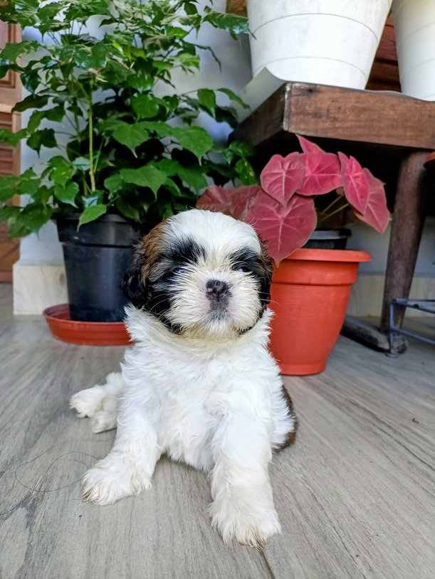 Shih Tzu For Sale In Thiruvananthapuram