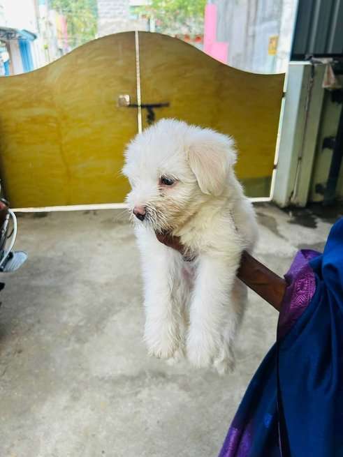 Lhasa Apso For Sale In Chennai