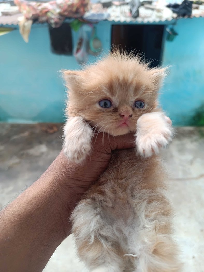 Persian For Sale In Bhopal