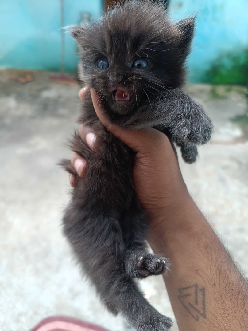 Persian For Sale In Bhopal