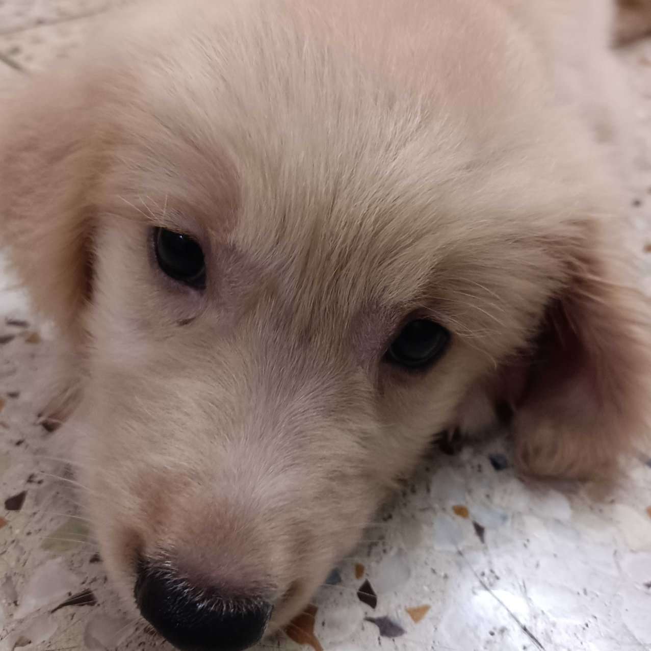 Golden Retriever For Sale In Kolkata