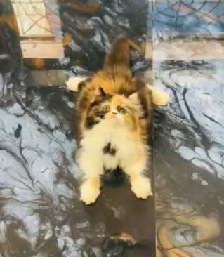 Persian For Sale In Shillong