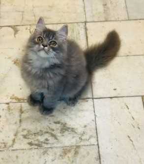 Persian For Sale In Shillong