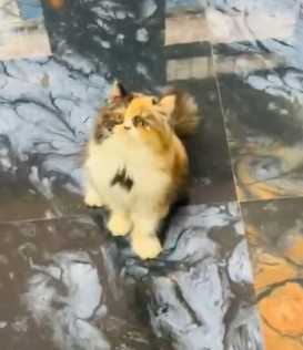 Persian For Sale In Shillong