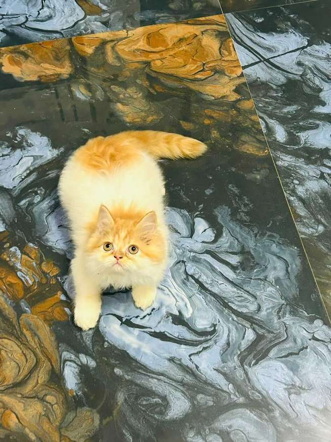Persian For Sale In Nicobar