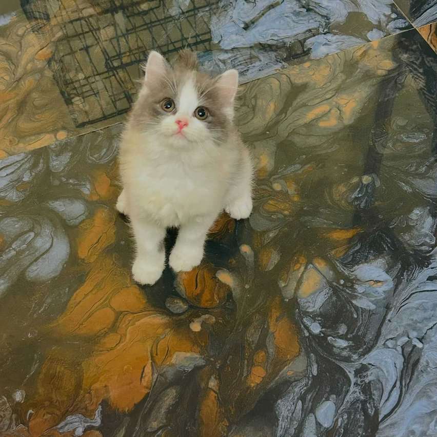 Persian For Sale In Nicobar