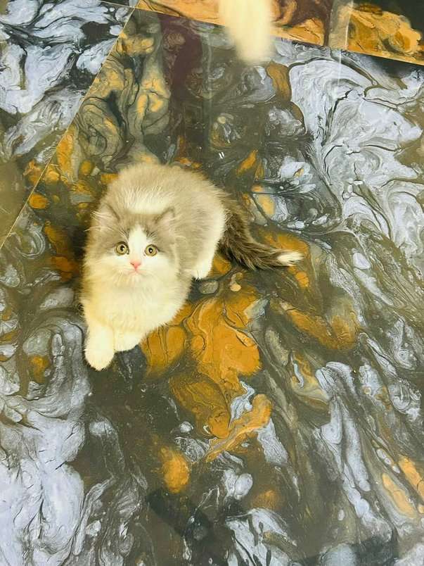 Persian For Sale In Nicobar