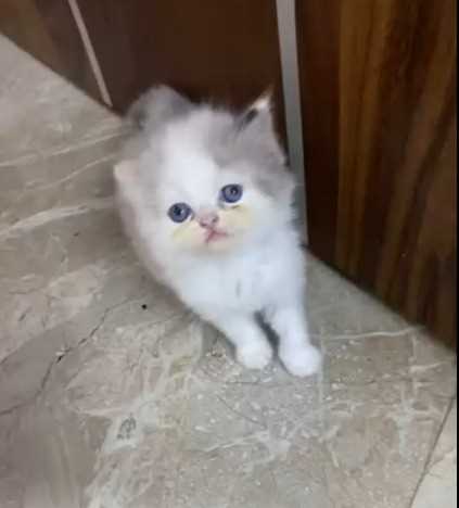 Ragdoll For Sale In Nagpur