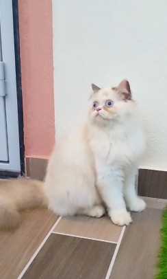 Ragdoll For Sale In Nagpur