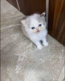 Ragdoll For Sale In Nagpur