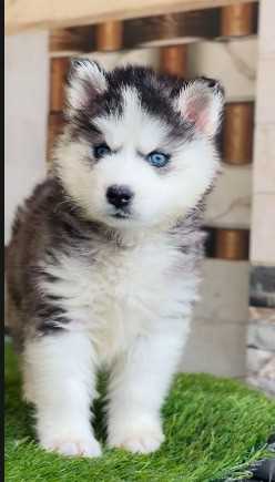 Siberian Husky For Sale In Aizawl